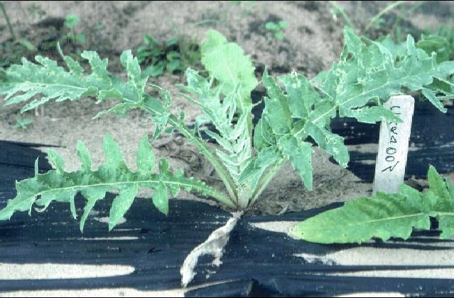 Figure 1. Cardoon plant