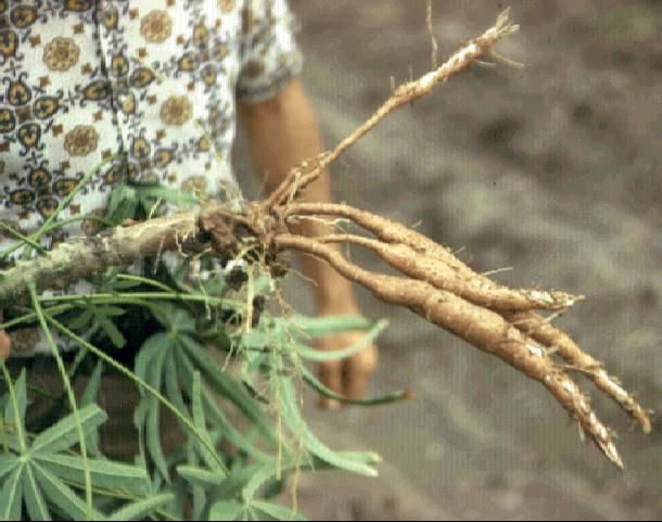 Figure 1. Cassava roots