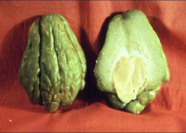 Figure 1. Chayote fruits