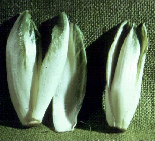 Figure 1. French endive