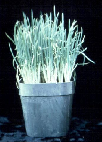 Figure 1. Chives