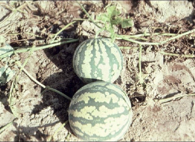 Figure 1. Citron melons