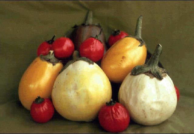 Figure 2. Fruits of the 'White Beauty' eggplant