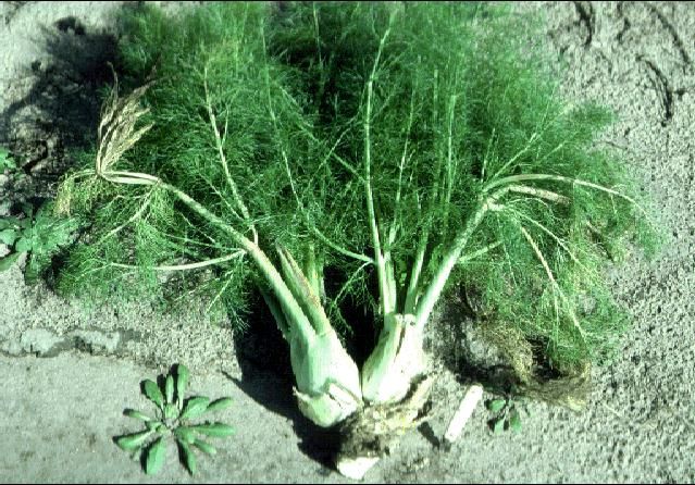 Figure 1. Florence fennel