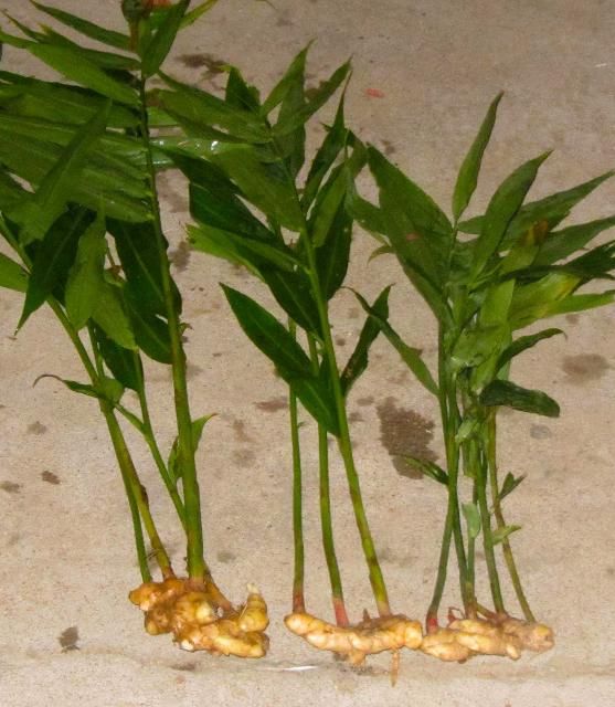 Figure 2. Ginger plant showing rhizomes (roots)