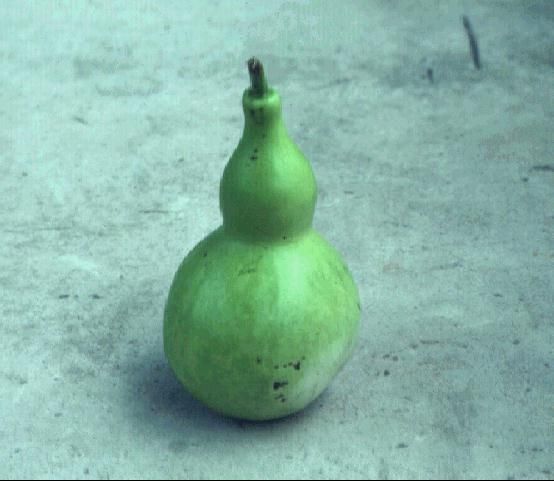 Figure 2. Bottle gourd