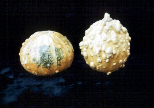 Figure 3. Warty-skinned gourds