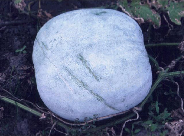 Figure 1. Wax gourd