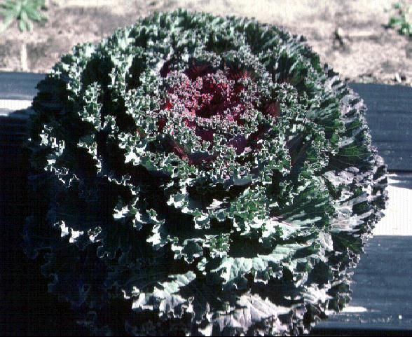 Figure 1. Kale (flowering)