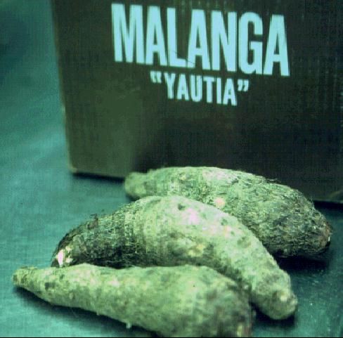 Figure 2. Malanga tubers.