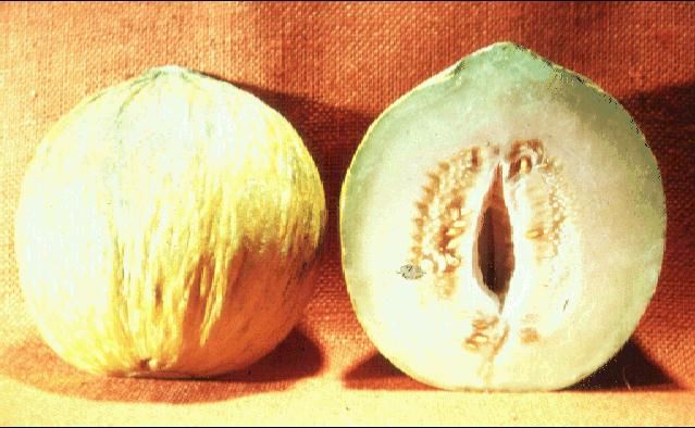 Figure 1. Casaba melon.