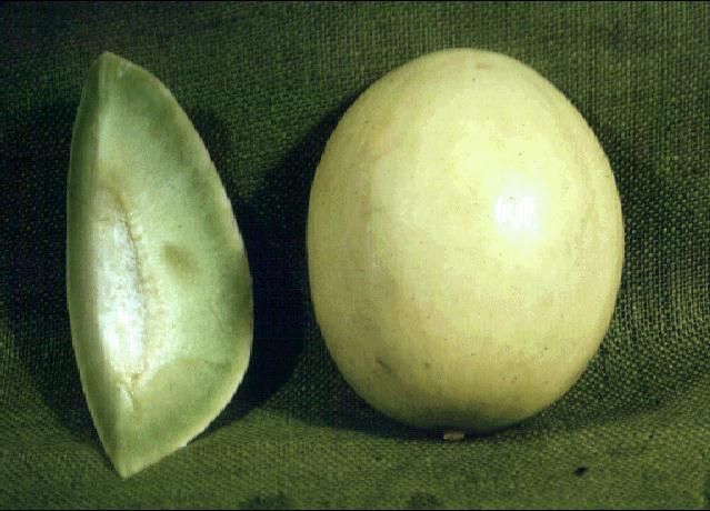 Figure 1. Honeydew melon.