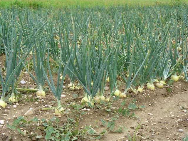 Figure 1. Potato onions.