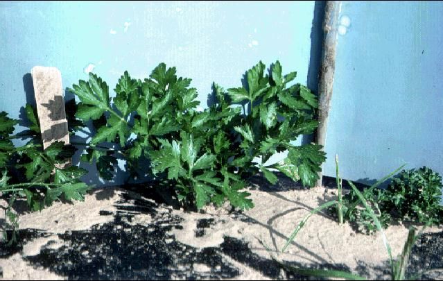 Figure 1. Italian parsley.