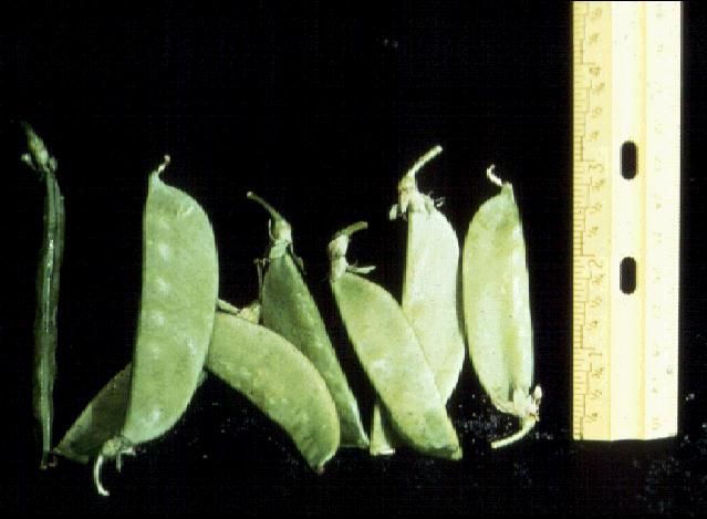 Figure 1. Snow peas.