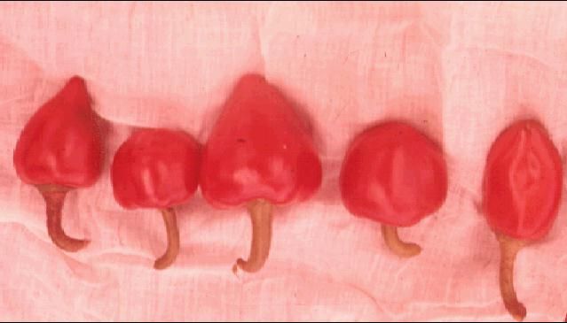 Figure 1. Pimento peppers.