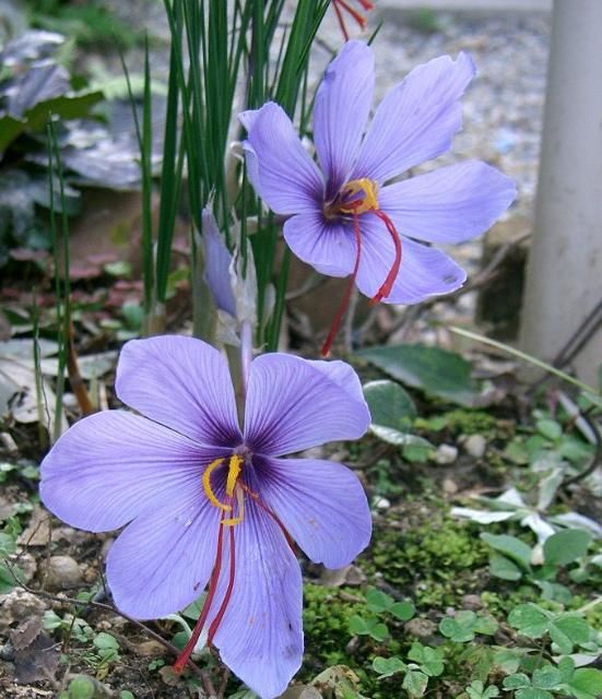 Figure 1. Saffron flowers.