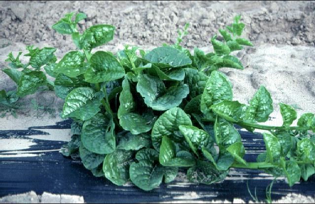 Figure 1. Malabar spinach.