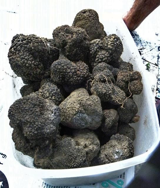 Figure 1. Black truffles (T. melanosporum).
