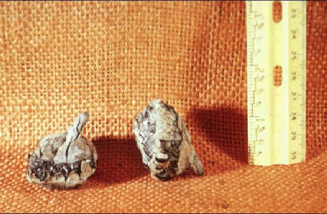 Figure 2. Waterchetnut tubers.
