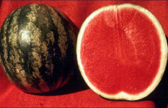 Figure 1. Seedless watermelon.