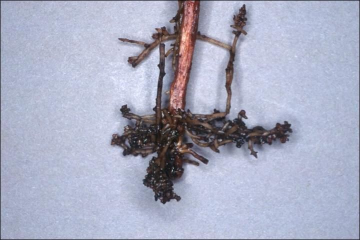 Abbreviated "stubby" roots caused by ectoparasitic nematodes.
