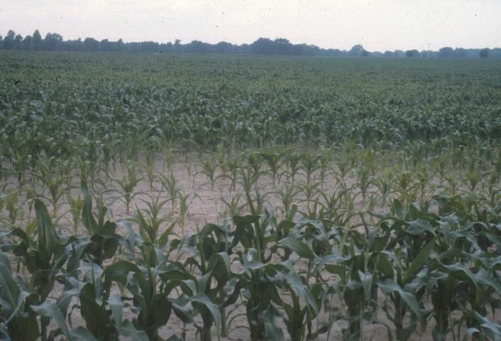 Nematode-damaged corn is stunted, yellow, and wilting. Damage occurs in patches.