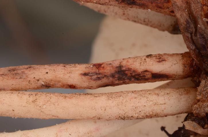Migratory endoparasites cause dark, sunken lesions on roots.