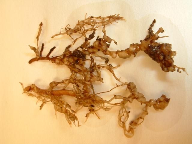 Root-knot nematode galls on roots.