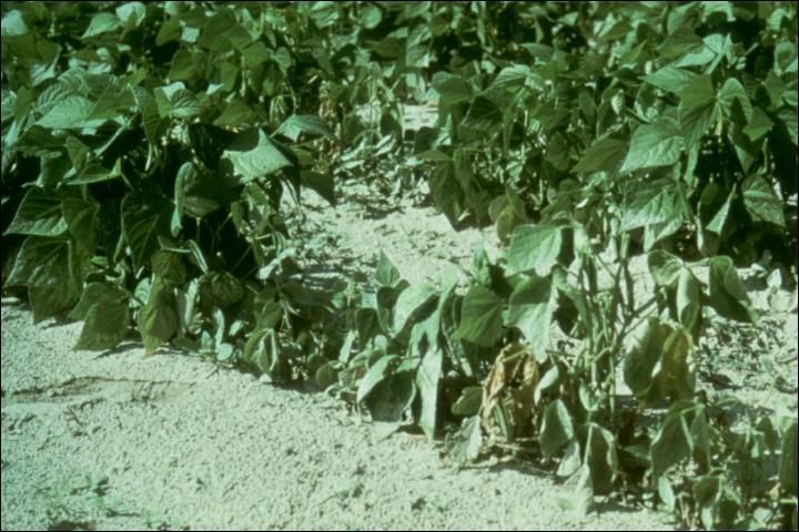 Nematode-damaged beans wilt due to nematode-damaged roots.