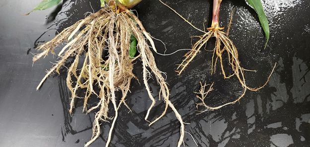 Figure 9. Severely stunted corn root system (right) due to sting, stubby-root, and other nematodes, compared with a healthy corn root system protected by nematicide treatment (left). Plants are from 33 days after planting in research plots in Hastings, FL.