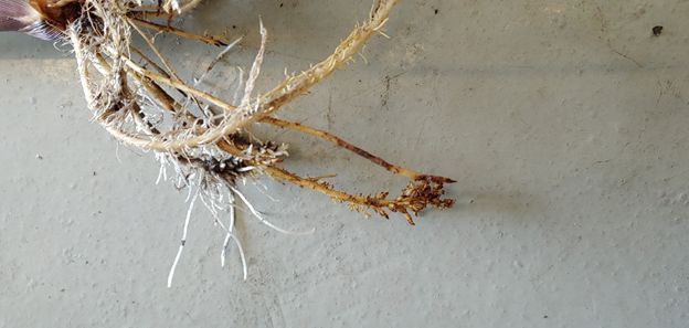 Figure 11. Close-up of corn root system severely impacted by sting, stubby-root and other nematodes at 33 days after planting. Notice proliferation of short, necrotic (brown and dying) lateral roots in lower root. Compare with healthier roots in top and left of picture with long, whiter lateral roots.