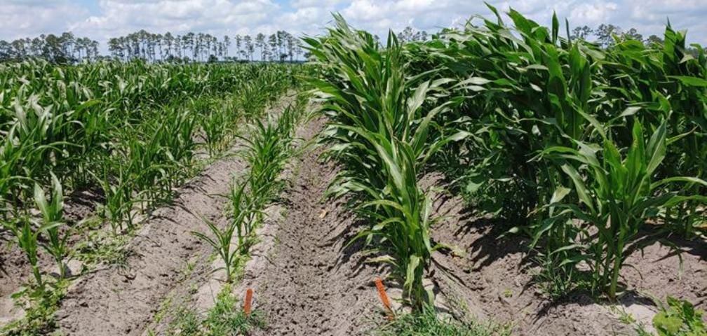 Figure 6. Severe stunting of corn shoots at 48 days after planting due to a mixture of sting, stubby-root, and other nematodes in research plots in Hastings, FL. The plants on the right are treated with nematicide whereas the plants on the left are untreated.