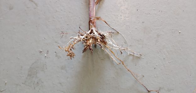 Figure 10. Corn root system severely impacted by sting, stubby-root, and other nematodes at 33 days after planting. Root system is severely stunted and has a bearded appearance due to the proliferation of short, necrotic (brown and dying) lateral roots.