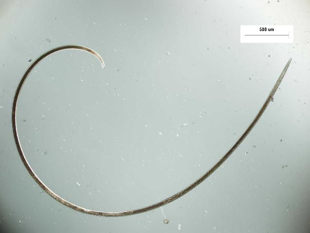 Figure 3. Needle nematode body under high magnification.