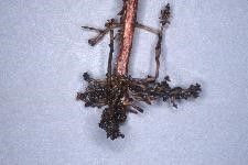 Figure 14. Stunted and necrotic (browning, decaying) cotton roots infected by sting nematode. Notice the proliferation of stubby lateral roots.