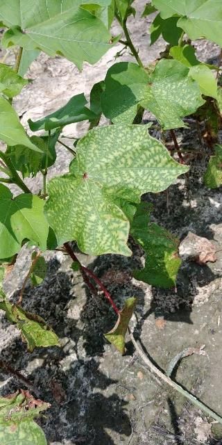 Yellowing between leaf veins (interveinal chlorosis), commonly called tiger striping, is a symptom of reniform nematode infestation. This symptom is due to nutrient deficiency as a result of impaired root function from nematode infection. This symptom is not distinguishable from nutrient deficiency due to poor soil fertility and requires soil testing to confirm nematodes.