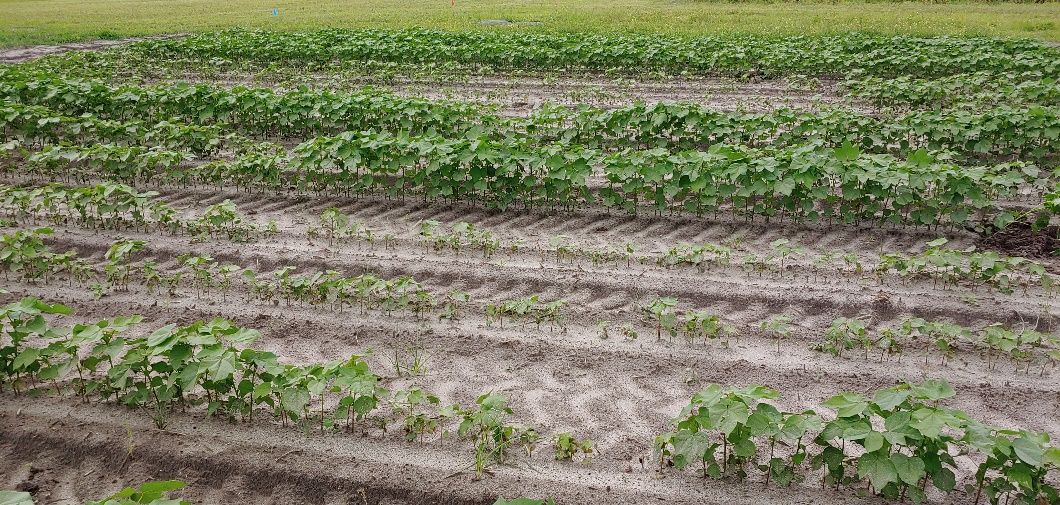 Cotton plants severely stunted by sting nematode compared to healthy cotton treated with nematicide.