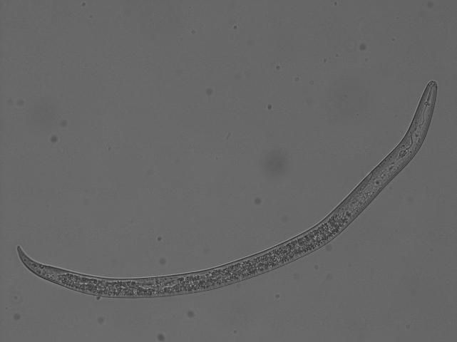 A young, soil-borne female reniform nematode before it infects cotton roots. This nematode is magnified 400 times its actual size.