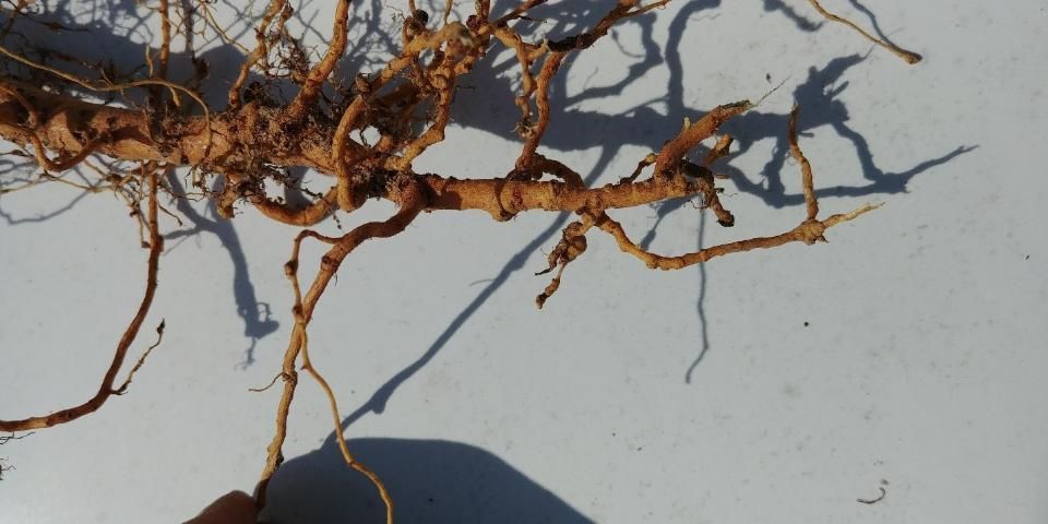 Small, irregular root swellings (galls) caused by southern root-knot nematode on cotton.