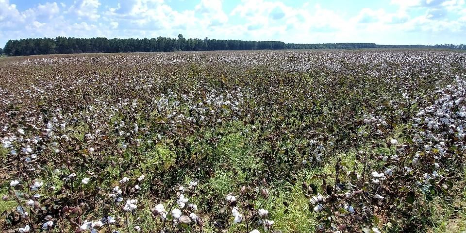 Patchy stunting and reduced lint yield in cotton field infested with southern root-knot nematode.