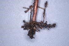 Stunted and necrotic (browning, decaying) cotton roots infected by sting nematode. Notice the proliferation of stubby lateral roots.