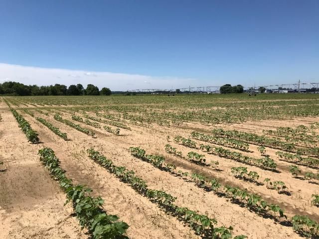 Early season stunting (compare with healthy row on far left) and reduced stand in cotton research plots due to southern root-knot nematode infestation. Note the patchy nature of symptoms.