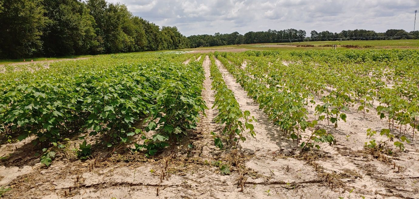 Severely stunted cotton (right) due to a high abundance of reniform nematode compared with healthier cotton (left) due to reniform nematode management using nematicides.