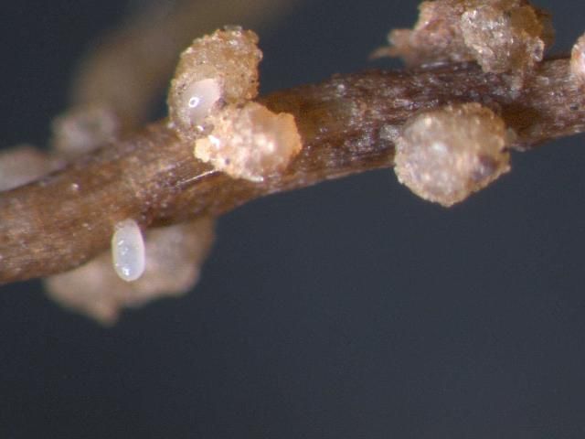 Swollen female reniform nematodes, in white, and light brown egg masses produced by reniform nematode on cotton roots.