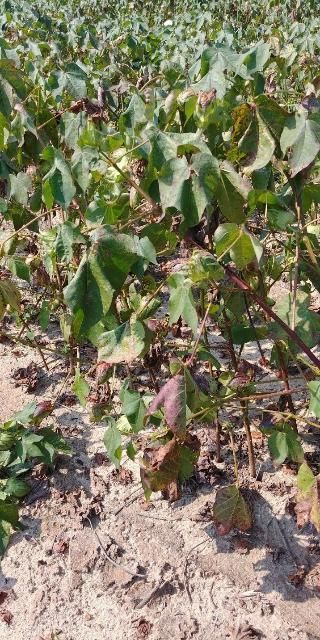 Cotton with severe southern root-knot nematode infestation wilting during hot summer day. Decreased water uptake by roots due to nematode infection makes these plants more prone to wilting.