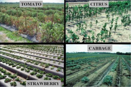 Figure 5. Plant stunting caused by sting (Belonolaimus longicaudatus) or root-knot nematode (Meloidogyne spp.) in various field crops. Note irregular or patchy field distribution of stunted plants rather than throughout the entire field.