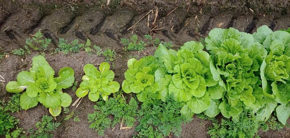 Figure 4. Stunting and mild chlorosis (yellowing) of cabbage plants late in the growing season due to root-knot nematode infestation. Plants on left are more severely damaged than those on the right due to varying nematode populations and environmental factors.