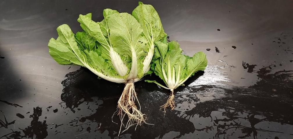 Figure 11. Severe root-knot nematode infestation impairs root function leading to reduced growth (right plant) compared with healthy plant (left plant). The infested plant has a stunted root system with fewer lateral roots and severe galling (irregularly shaped swelling of the root).