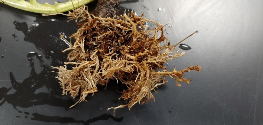 Figure 9. Close-up view of sting nematode damage on artichoke roots. Lateral roots are short with root tips that are swollen and look burned due to severe necrosis (brown, dying tissue). Also note general necrosis of root system.